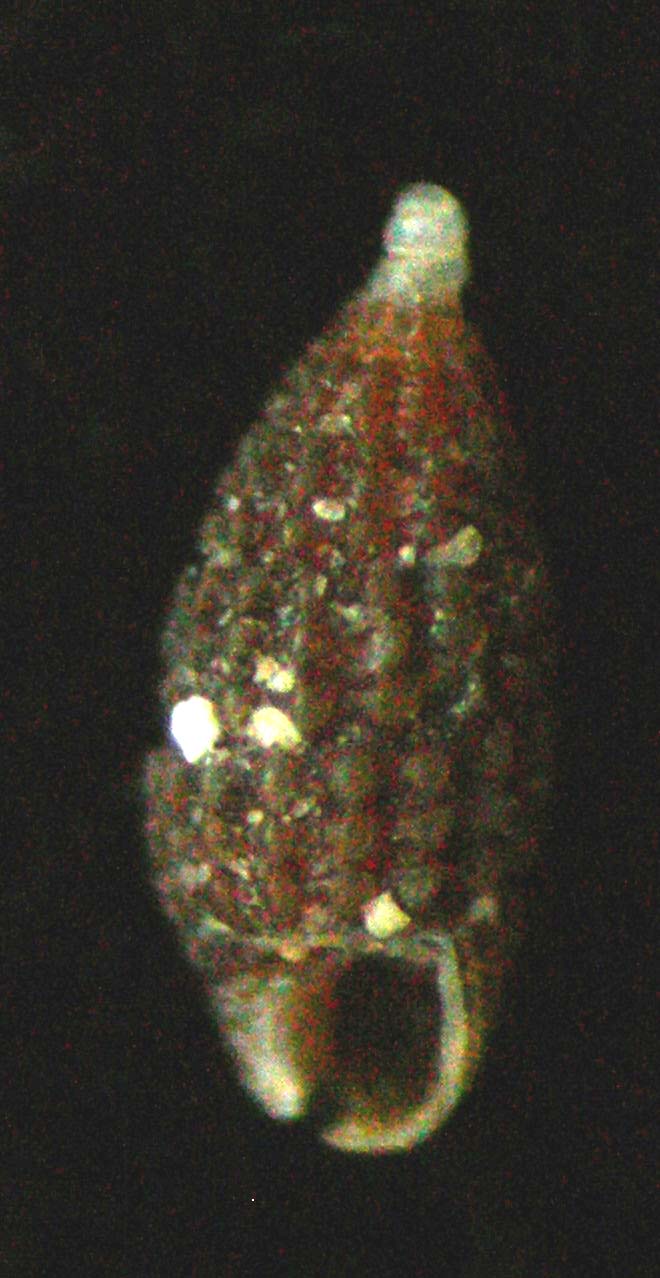 Cerithiopsis ladae